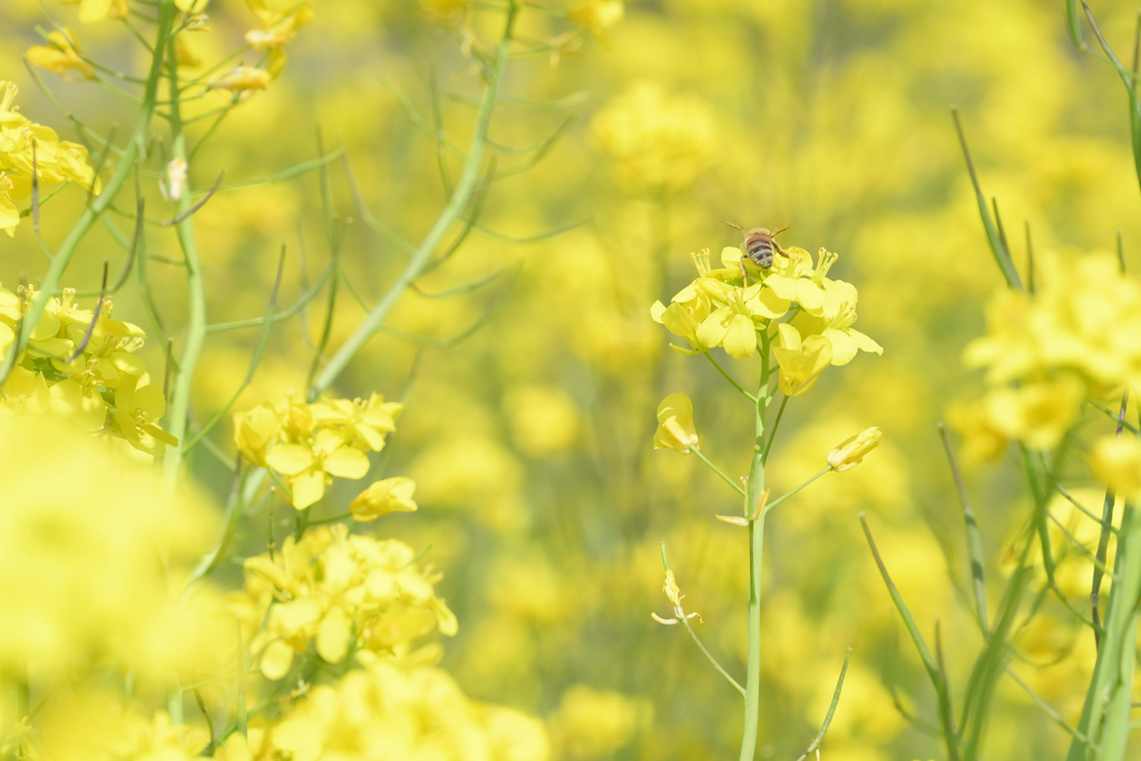 菜の花