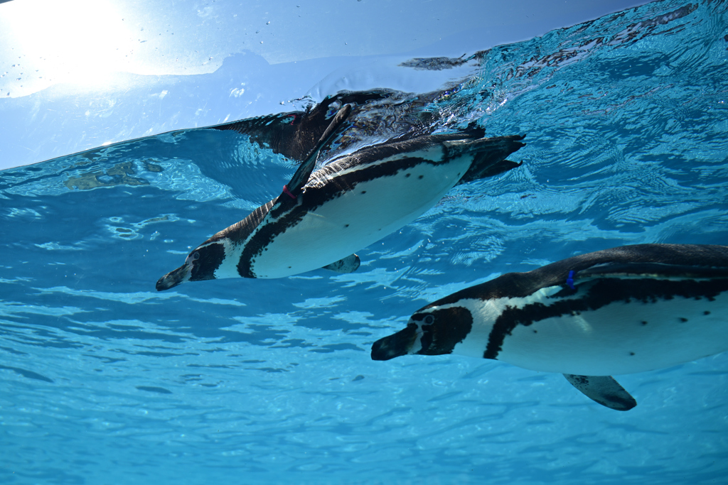 ペンギン