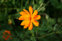 植物の花と緑（牛田貴志男）