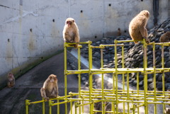 サル