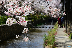 春の京都の高瀬川、見頃を迎えた桜