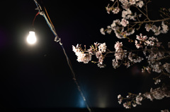 夜桜