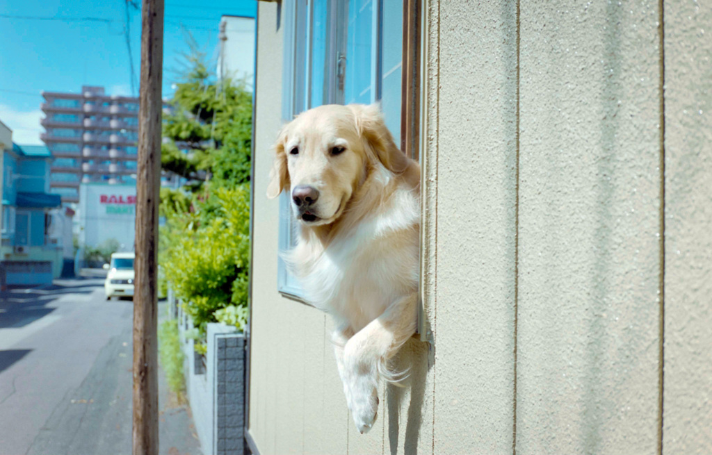 いつもの犬