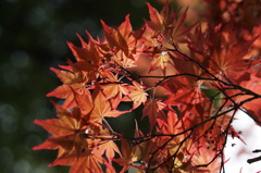 春の紅葉狩り
