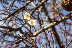 mt.tsukuba at 11:06 Dec,31 2025