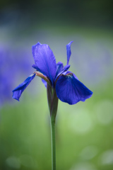 Iris