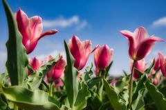 tulips