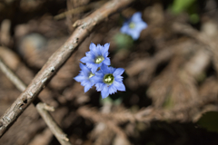 flower of mt.arafune