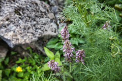 Mt.Ontake at Jul,24 2025 37
