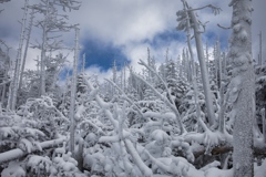 八ヶ岳ロープウェイ〜五辻〜白駒池〜茶臼山〜縞枯山〜八ヶ岳ロープウェイ