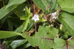 mt.asahidake at 12:21 Oct,13 2025