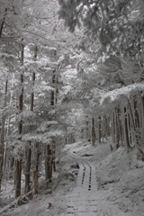 八ヶ岳ロープウェイ〜五辻〜白駒池〜茶臼山〜縞枯山〜八ヶ岳ロープウェイ