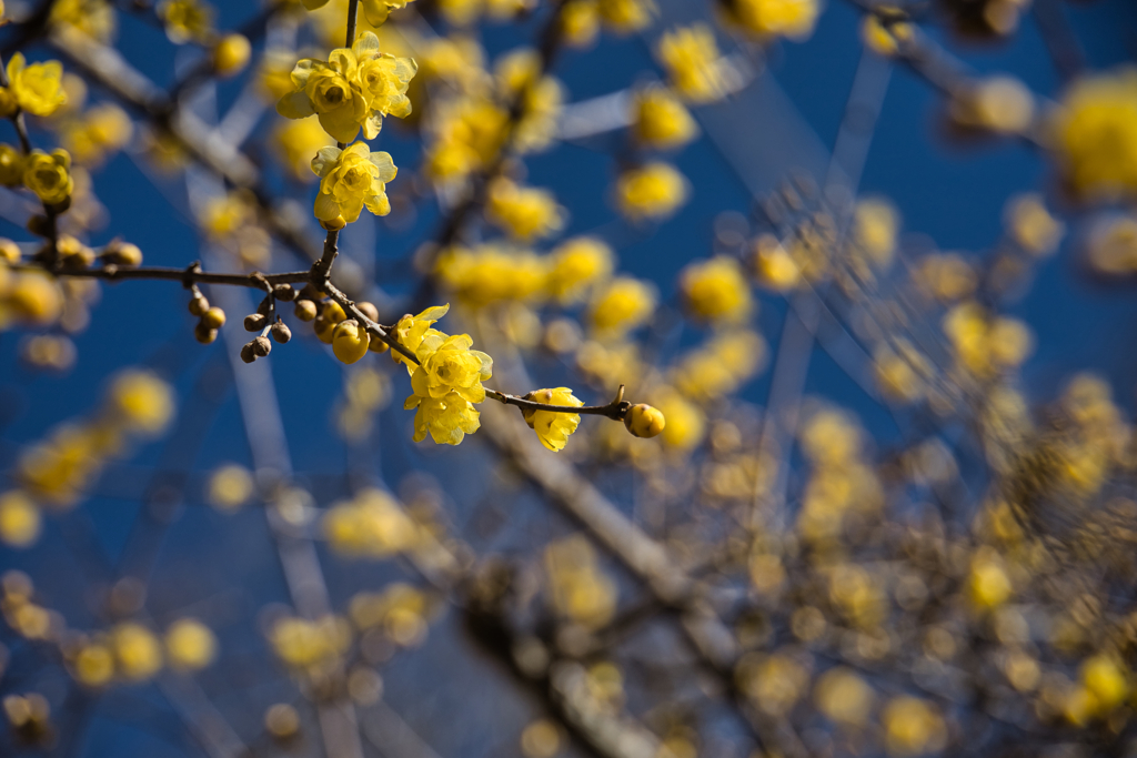 mt.tsukuba16 Jan,11 2024