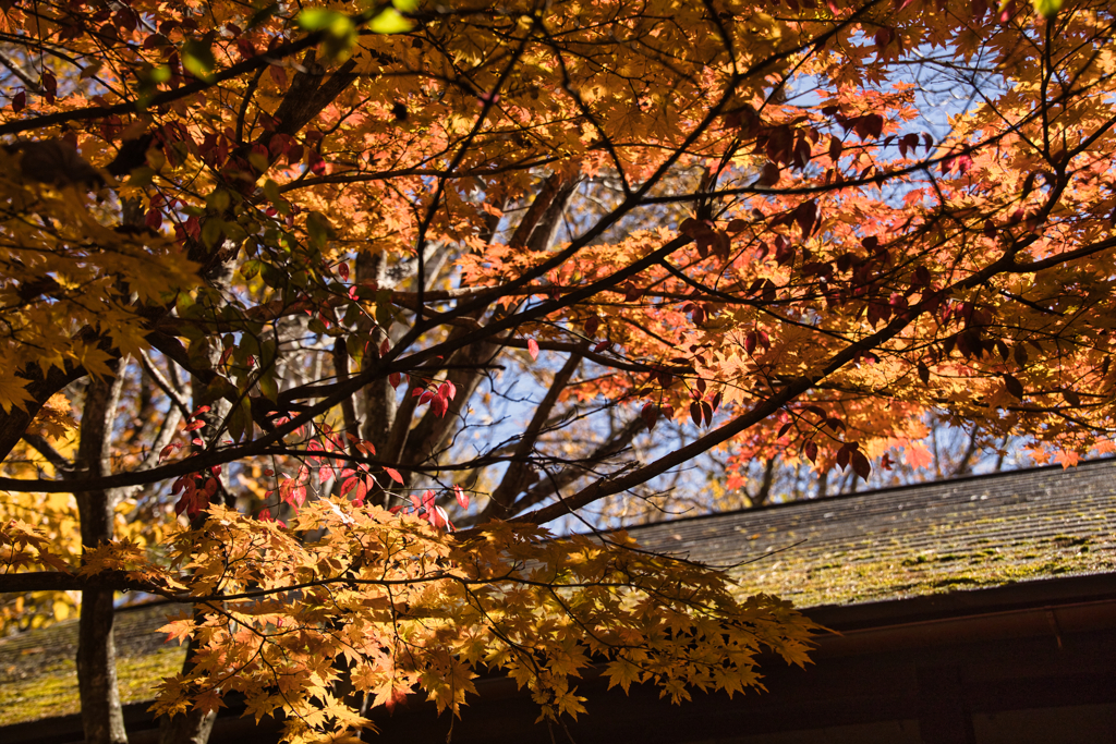 yatsugadakekurabu 04