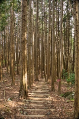 mt.tsukuba13 at Apr,19 2025