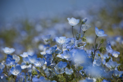 Nemophila