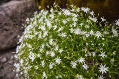 Mt.Ontake at Jul,24 2025 45