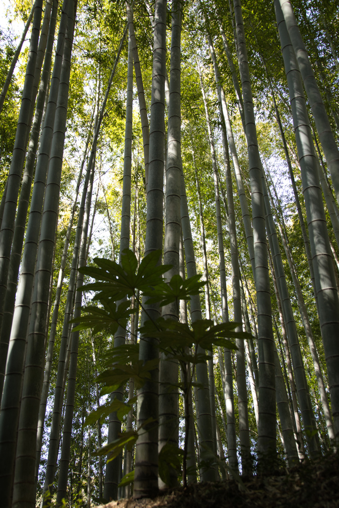 bamboo