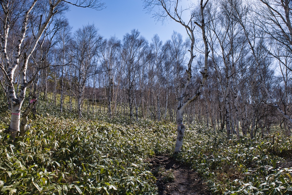 mt.nekodake at May,3 2025 08