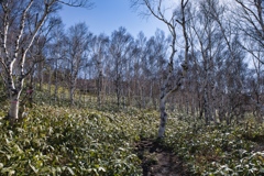 mt.nekodake at May,3 2025 08