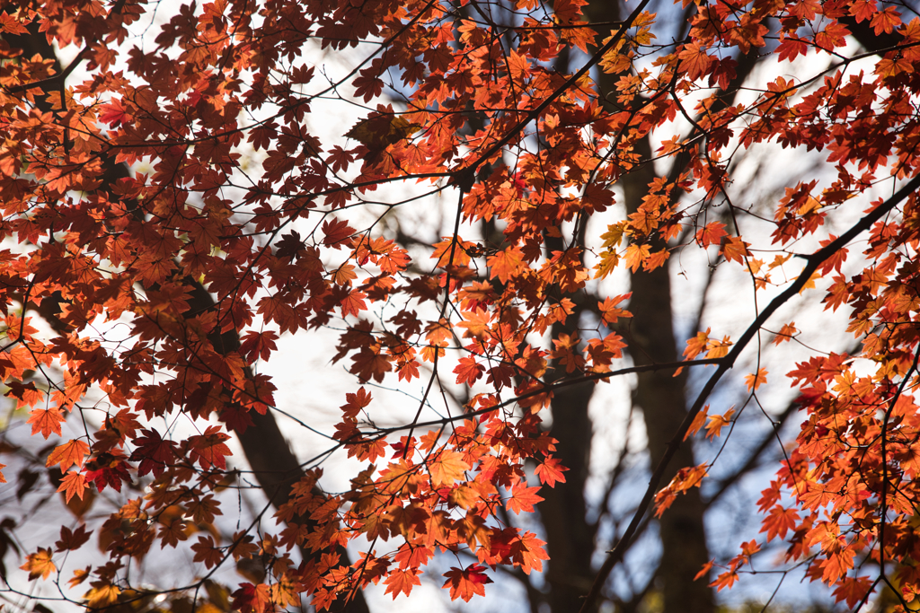 yatsugadakekurabu 12