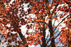 yatsugadakekurabu 12