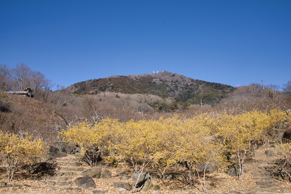 mt.tsukuba17 Jan,11 2024