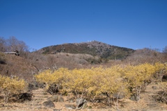 mt.tsukuba17 Jan,11 2024