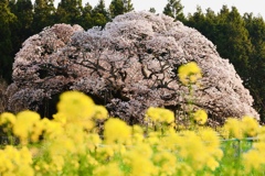 印西市　吉高の大桜