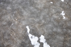 凍りついた白駒池