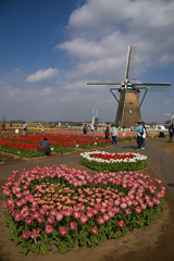wind mill &  tulips