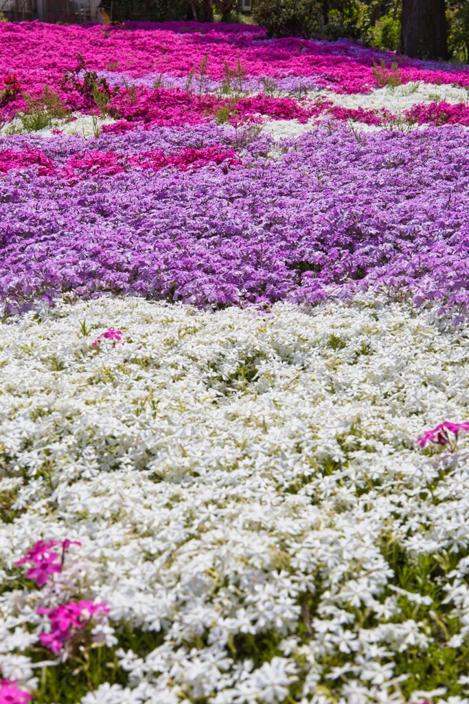 IMG_2917 in sousa city