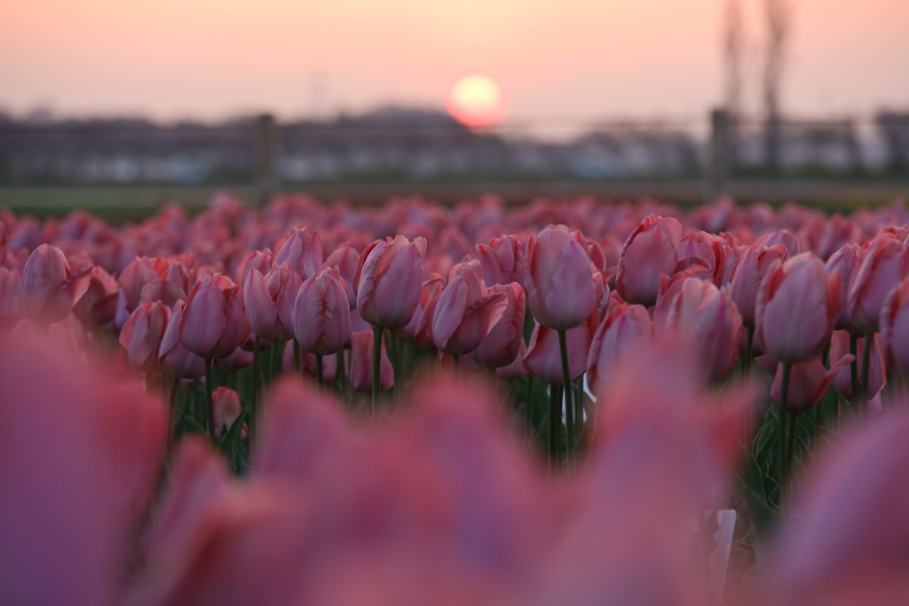 夕陽とチューリップ