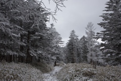 八ヶ岳ロープウェイ〜五辻〜白駒池〜茶臼山〜縞枯山〜八ヶ岳ロープウェイ