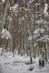 北八ツ山頂駅〜白駒荘〜高見石〜丸山〜北八ツ山頂駅