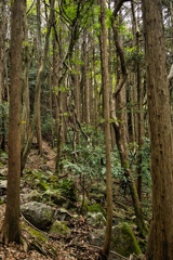 mt.tsukuba at Apr.26 2025 10