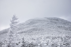八ヶ岳ロープウェイ〜五辻〜白駒池〜茶臼山〜縞枯山〜八ヶ岳ロープウェイ