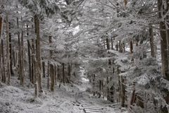 八ヶ岳ロープウェイ〜五辻〜白駒池〜茶臼山〜縞枯山〜八ヶ岳ロープウェイ