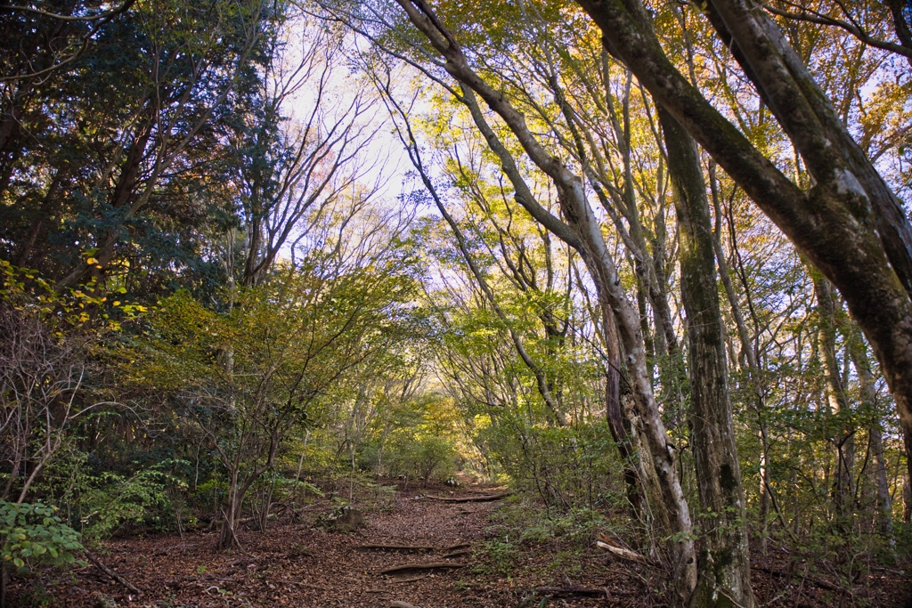 mt.tsukuba at 9:23 Nov,16 2024