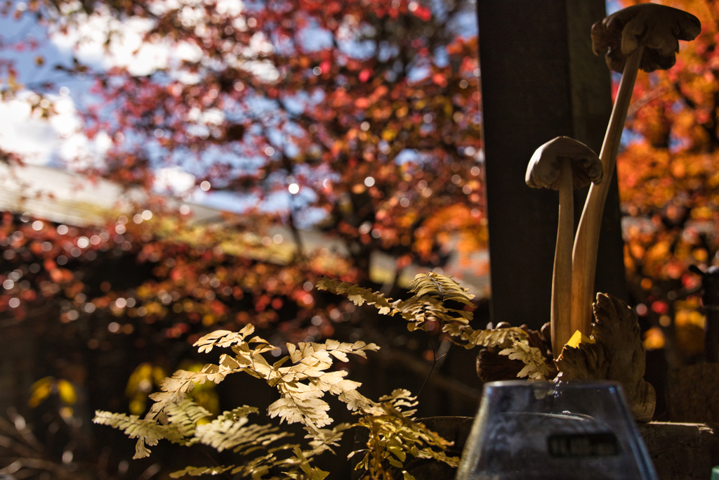 yatsugadakekurabu 09