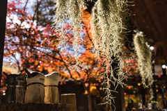 yatsugadakekurabu 07