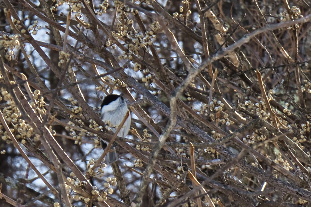 mt.murakamiyama at 11:45 Ja,17 2026