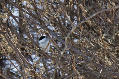 mt.murakamiyama at 11:45 Ja,17 2026