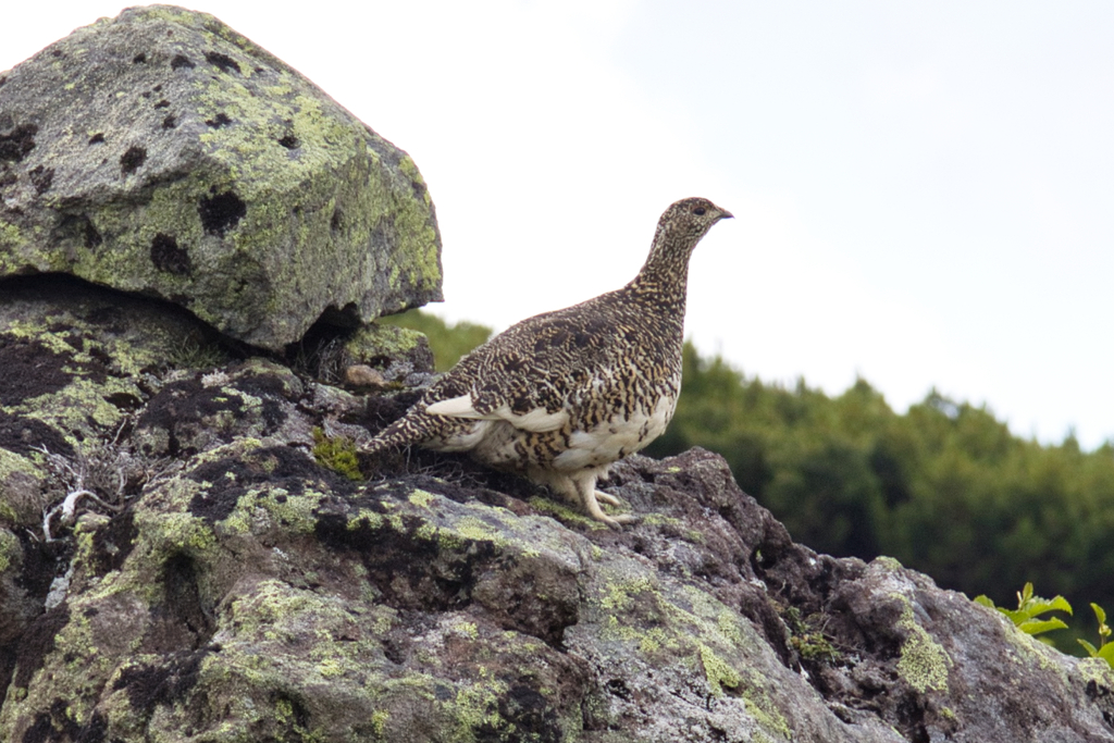 Mt.Ontake at Jul,24 2025 34