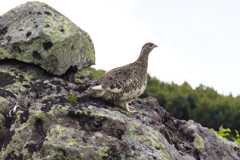 Mt.Ontake at Jul,24 2025 34