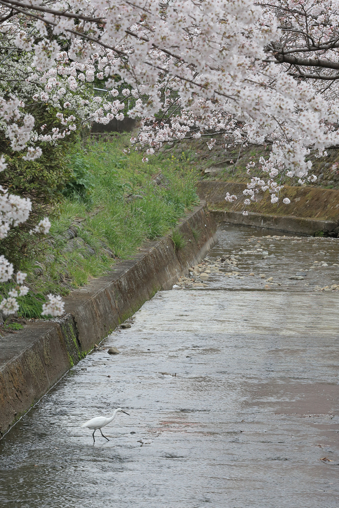 桜とサギ