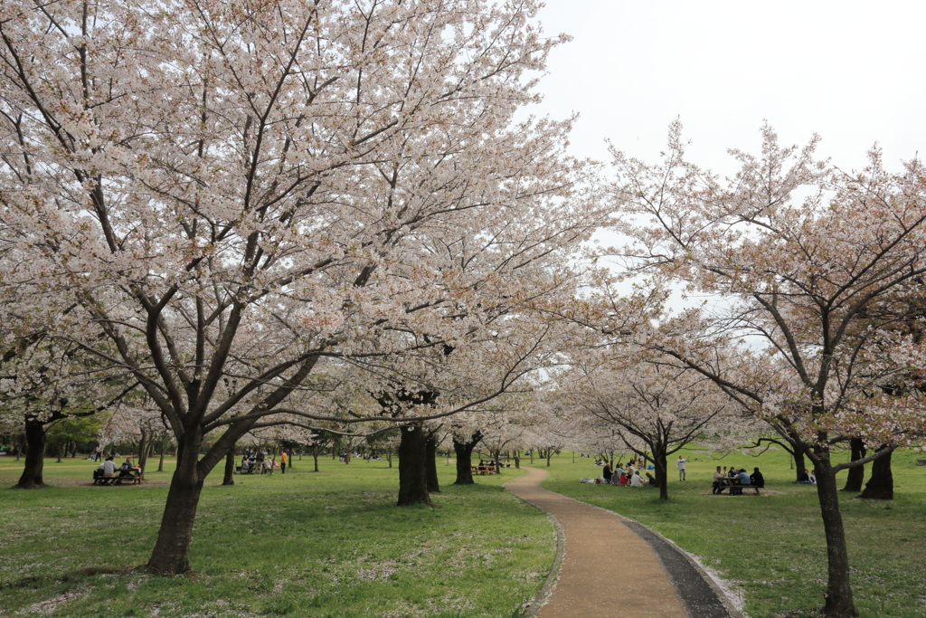 桜3