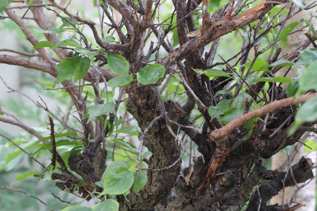 梅の木荘の同居人