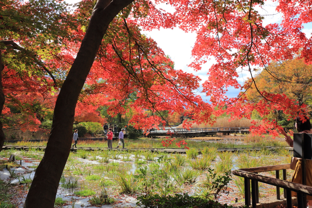 昭和記念公園2