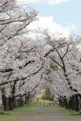 また桜